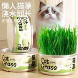 HELLOJOY猫草种子栽培罐头盒装猫草罐头懒人猫草助消化去毛球猫咪零食 3罐