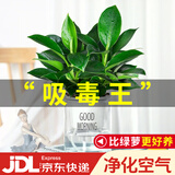 花翁金钻盆栽绿植物大盆绿萝除室内甲醛花卉水培办公净化空气源头直发