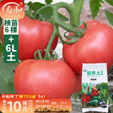 寿禾 蔬菜苗活苗带土发货大全菜苗种苗冬春各种秧苗山东寿光苗子阳台 粉冠番茄苗6棵+6L土