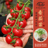 寿禾 各种蔬菜苗活苗带土发货大全菜苗大型苗场夏秋秧苗山东寿光种苗 圆果甜心圣女果苗 6棵