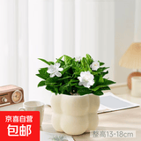 北欧绿植ins云朵盆办公室客厅盆栽桌面摆件简约创意网红花卉植物 橡皮树+泡泡树脂盆1盆装送托盘