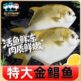 三只海豚特大南海金鲳鱼2斤 2条装 深海鱼 新鲜冷冻 生鲜鱼类海鲜水产年货