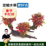 云峰海瑞 水草活体鱼缸造景套餐用品水族箱装饰鱼缸种子沉木活水草 红玫瑰沉木三头