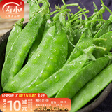 寿禾 大荚荷兰豆种子豌豆尖龙须菜菜豌豆弯豆种家庭冬春季蔬菜籽种籽 腾田白花荷兰豆种子500g/袋