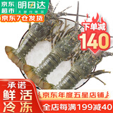 哆鲜生 鲜活冷冻海捕青龙虾 国产小青龙海鲜送礼生鲜虾类年货年夜饭 特大号 2只装 净重900-800g