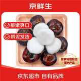 京鲜生广西荔浦马蹄 净重5斤 大果约16-20个/斤 新鲜荸荠 蔬菜 源头直发