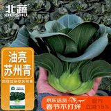 北蔬 苏州青黑叶矮脚种子冬春耐寒糯米青菜油菜籽 矮箕苏州青种子40g