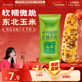 十月稻田 花甜糯玉米 1根 220g 早餐代餐 低脂杂粮