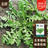 北蔬 荠菜种子苗农家大叶四季播种野菜菜种籽 农家荠菜种子10g约5万粒