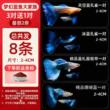 森悠（SARYOR）孔雀鱼纯种观赏鱼小型淡水好养热带鱼活体斑马金鱼凤尾鱼繁殖 梦幻蓝大家族3对+1对防损