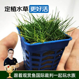 云峰海瑞 鱼缸造景真活体水草草坪水草种子鱼缸草缸造景水族箱装饰前景 迷你牛毛杯1杯（小方杯）