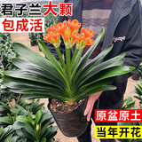 花翁君子兰盆栽招财旺宅桌面盆景办公室绿植室内客厅中式禅意源头直发