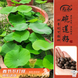 寿禾 开口碗莲种子水培已开口鱼缸植物荷花睡莲绿植 开口碗莲种子10粒