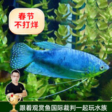 云峰海瑞 小型热带鱼观赏鱼活体红绿灯鱼淡水水族鱼宠物虎(四间鱼)皮鱼 蓝曼龙鱼3条