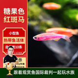 云峰海瑞热带鱼 观赏鱼 观赏鱼小型 斑马鱼 活体 热带鱼活体 小型鱼 活鱼 红斑马鱼10条