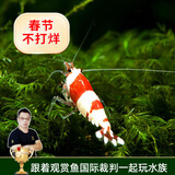 云峰海瑞黑壳虾清洁虾观赏虾活体淡水 鱼缸水族箱水草缸清洁除藻淡水宠物 【漂亮清洁虾】水晶虾5只
