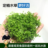 云峰海瑞 鱼缸造景真活体水草草坪水草种子鱼缸草缸造景水族箱装饰前景 爬地珍珠片（7x7cm）1份