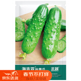 北蔬 黄瓜种子苗强雌旱黄瓜摘不败四季蔬菜种籽 海吉亚秋黄瓜种子40粒