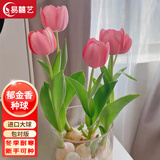 易囍艺 郁金香种球水培盆栽花卉土培室内花绿植盆栽水养植物花卉进口大 粉色郁金香1球+营养液