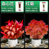 疯狂水草竹节草水草植物净化水质懒人鱼缸造景套餐直接入缸真水草种植环 【赛级精品】血心兰+红菊花