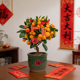 年桔【年宵花】硕果累累金元宝金桔盆栽1盆新年送人