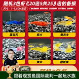 云峰海瑞黑壳虾清洁虾观赏虾活体淡水 鱼缸水族箱水草缸清洁除藻淡水宠物 随机3色虾《20送5共25》送的备损