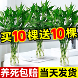 苏沥富贵竹水培植物绿植室内盆栽客厅招财粗杆带根水养节节高特级竹子 富贵竹 【买10送10】特级富贵竹65-76cm【20颗】