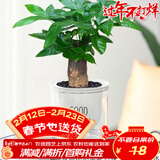 萌肉居发财树盆栽花卉绿植水培土培观赏植物/发财树+早安盆源头直发