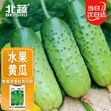 北蔬水果黄瓜种子苗青瓜盆栽春季菜籽 卓脆潍胖二号水果黄瓜种子100粒