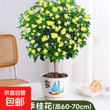 桂花树苗盆栽室内四季桂花卉植物金桂丹桂庭院大树浓香型绿植开花 精品四季桂花60-70cm【原土球发货】