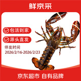 鲜京采波士顿龙虾波龙400-500克/只 保鲜 源头直发 年货送礼
