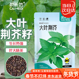 菜禾地荆芥种子苗春季种大叶河南罗勒盆栽蔬菜籽 大叶荆芥种子约1000粒