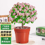 泰西丝金枝玉叶多肉盆栽室内客厅好养花卉桌面常青绿植盆景 源头直发