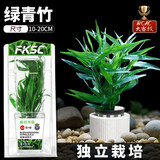 疯狂水草竹节草水草植物净化水质懒人鱼缸造景套餐直接入缸真水草种植环 【赛级精品】南美绿青竹