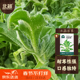 北蔬 水晶冰菜种子种苗冰草籽盆栽蔬菜种籽 北蔬水晶冰菜种子2000粒