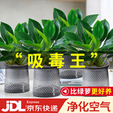 花翁金钻盆栽绿植物大盆绿萝除室内甲醛花卉水培办公净化空气源头直发