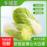 【霜打菜】新鲜大白菜黄心大白菜更甜早餐火锅超市京东包邮 河南大白菜 4-6斤净重