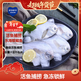 鲜到鲜得 冷冻东海银鲳鱼800g/8条装 平鱼 生鲜鱼类 海鲜水产 年货