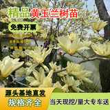 滨淇玉兰花树苗黄玉兰风景树绿化苗黄玉兰地径2公分粗1棵源头直发