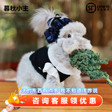 暮秋小主血统宠物兔垂耳兔活体大型安哥拉长毛迷你侏儒猫猫兔活物已做疫苗 网红大型安哥拉花色幼兔