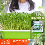 北蔬 水培蔬菜豌豆种子芽苗菜育苗盘种植盒套装 加深盘水培豌豆苗套餐