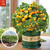 大禹菜苗秧蔬菜苗子大全活苗带土种苗春季西红柿盆栽圣女果秧苗阳台 黄矮生番茄西红柿苗 6棵带土秧苗