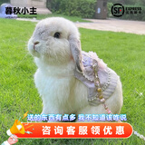 暮秋小主血统宠物兔垂耳兔活体大型安哥拉长毛迷你侏儒猫猫兔活物已做疫苗 单血统霜白垂耳兔（公母备注）