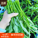 北蔬 空心菜种子苗柳叶青梗小竹叶蔬菜种籽 柳叶空心菜种子25g约500粒
