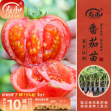 寿禾 蔬菜苗活苗带土发货大全菜苗种苗冬春各种秧苗山东寿光苗子阳台 [水果番茄型]普罗旺斯番茄苗6棵