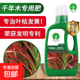 千年木专用肥料营养液千年木水培绿植专用土马尾铁专用肥料营养液 2瓶千年木专用营养液