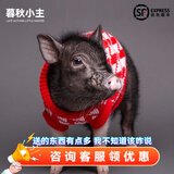 暮秋小主【猪猪侠同款】宠物小香猪活体幼崽家养纯种迷你猪活物可爱萌宠 泰国小香猪幼崽（公）