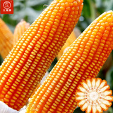 大禹郑单958玉米种子国审产高矮大棒杂交抗旱抗倒官方正品矮杆包谷 郑单958玉米种子半斤