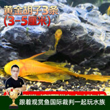 云峰海瑞清洁鱼活体热带鱼观赏鱼水族宠物工具鱼垃圾鱼老鼠鱼鱼缸除藻 黄金胡子3条（3-5厘米）