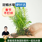 云峰海瑞 水草活体鱼缸造景套餐用品水族箱装饰鱼缸种子沉木活水草 南极杉沉木单头（金鱼冷水鱼不吃的水草）